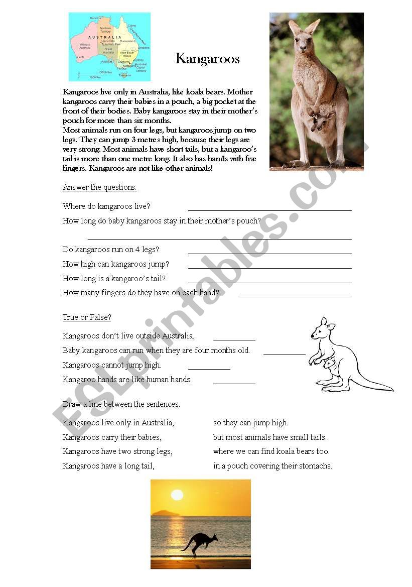 Kangaroo worksheet