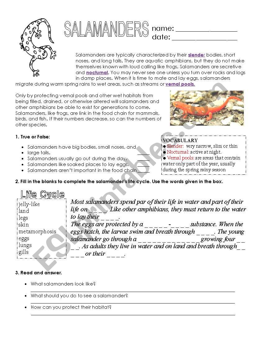 Salamanders - reading worksheet