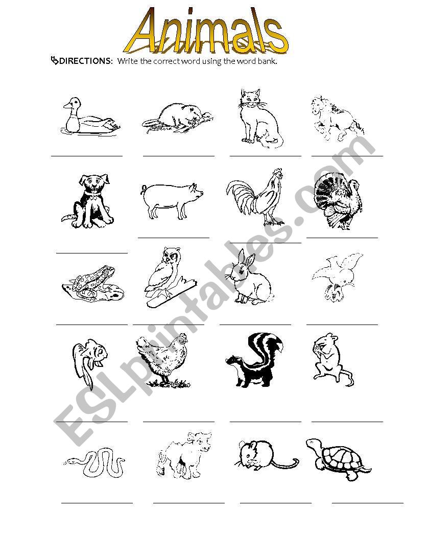 animal vocabulary worksheet