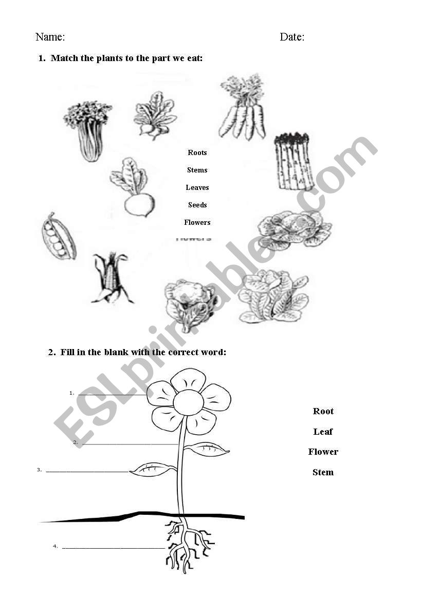 Plants worksheet