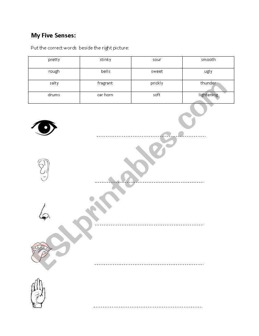 Sense Organs worksheet