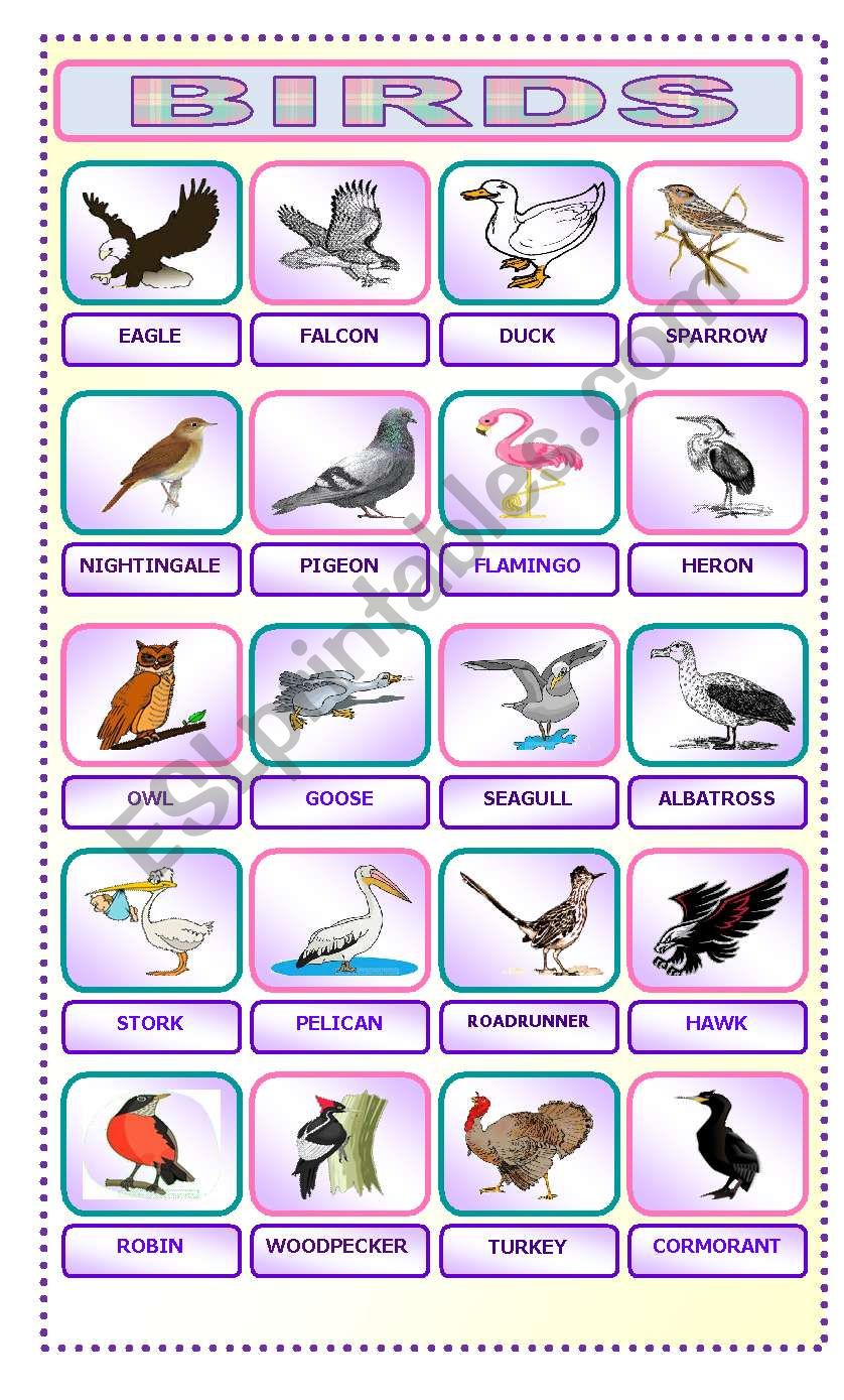 types of birds worksheet