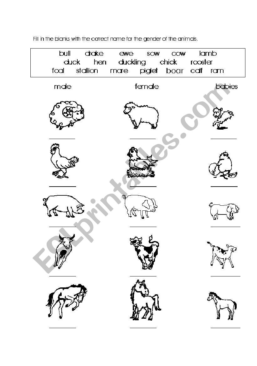 Name for the gender of the animals - ESL worksheet by lidietta