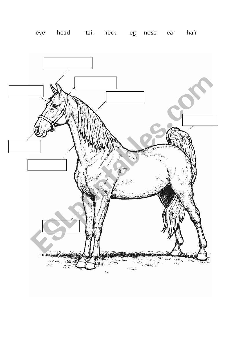 Parts Of The Horse Worksheet - Escolagersonalvesgui