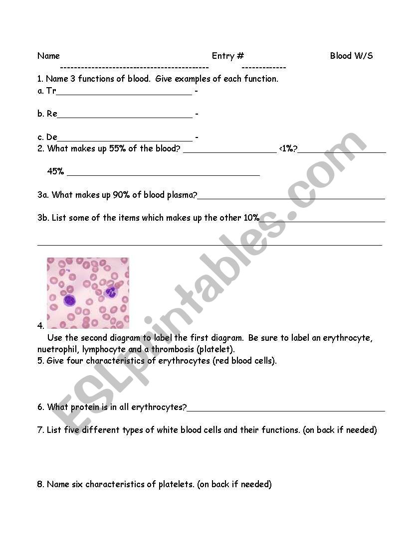 English worksheets: Blood system