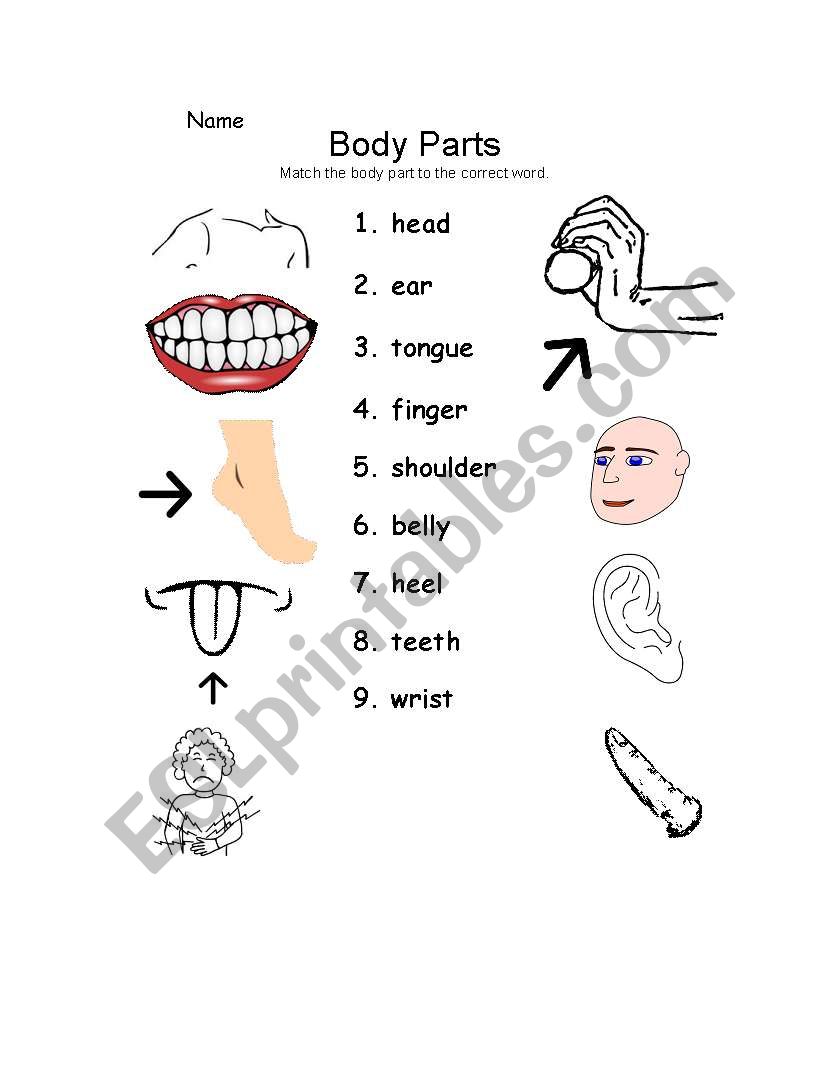 Body part page 1  worksheet