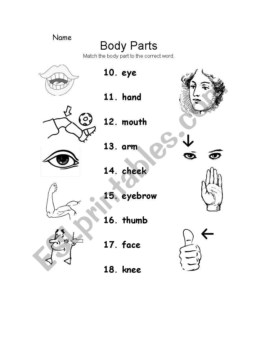 Body Part page 2  worksheet