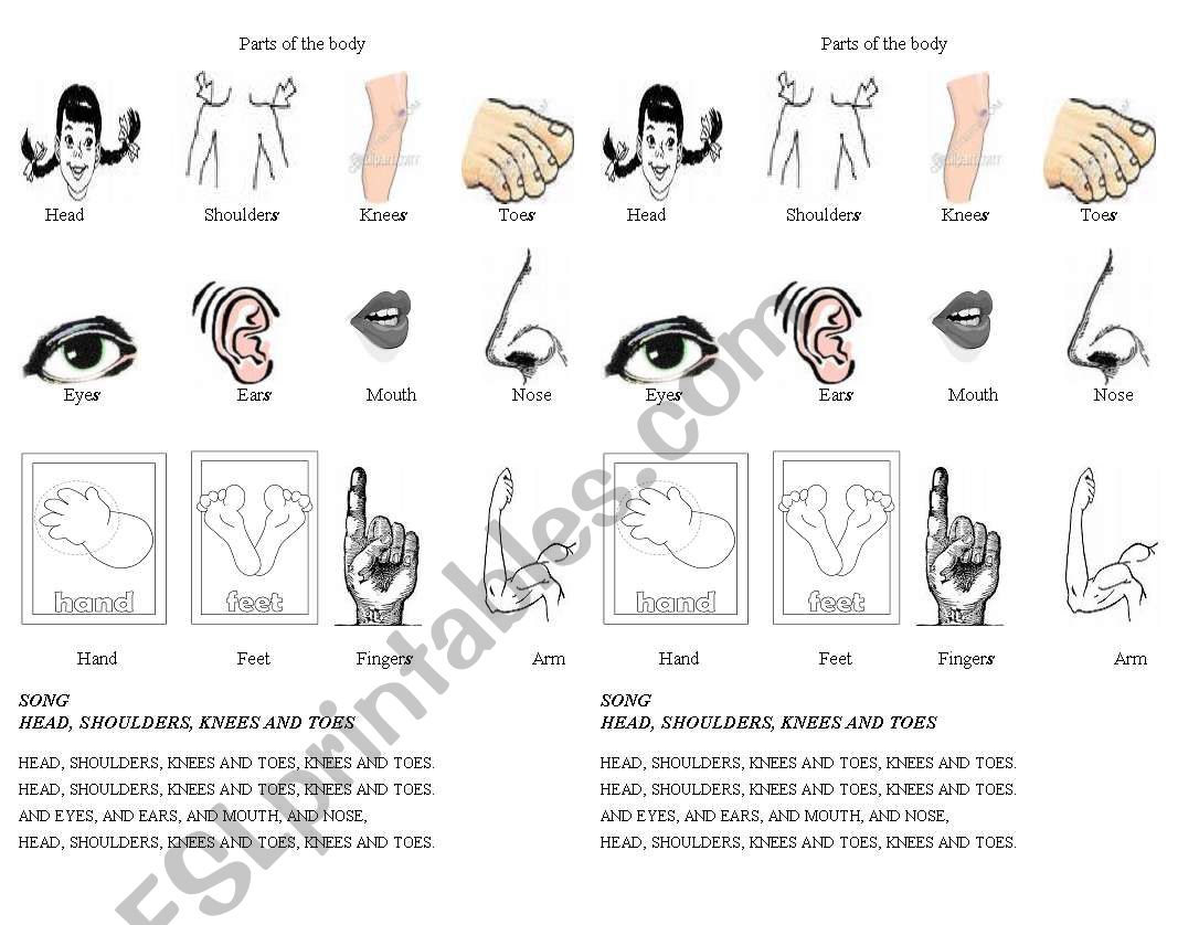 Parts of the body worksheet