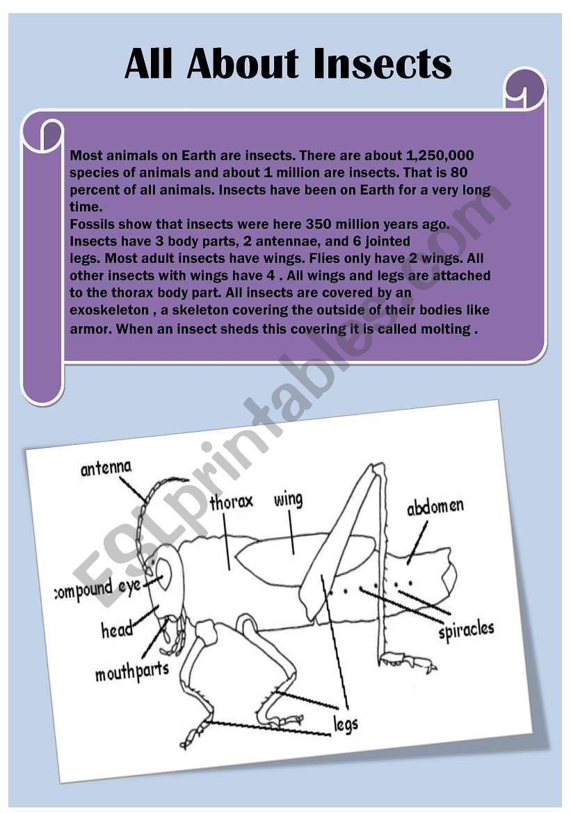 INSECTS CROSSWORD worksheet