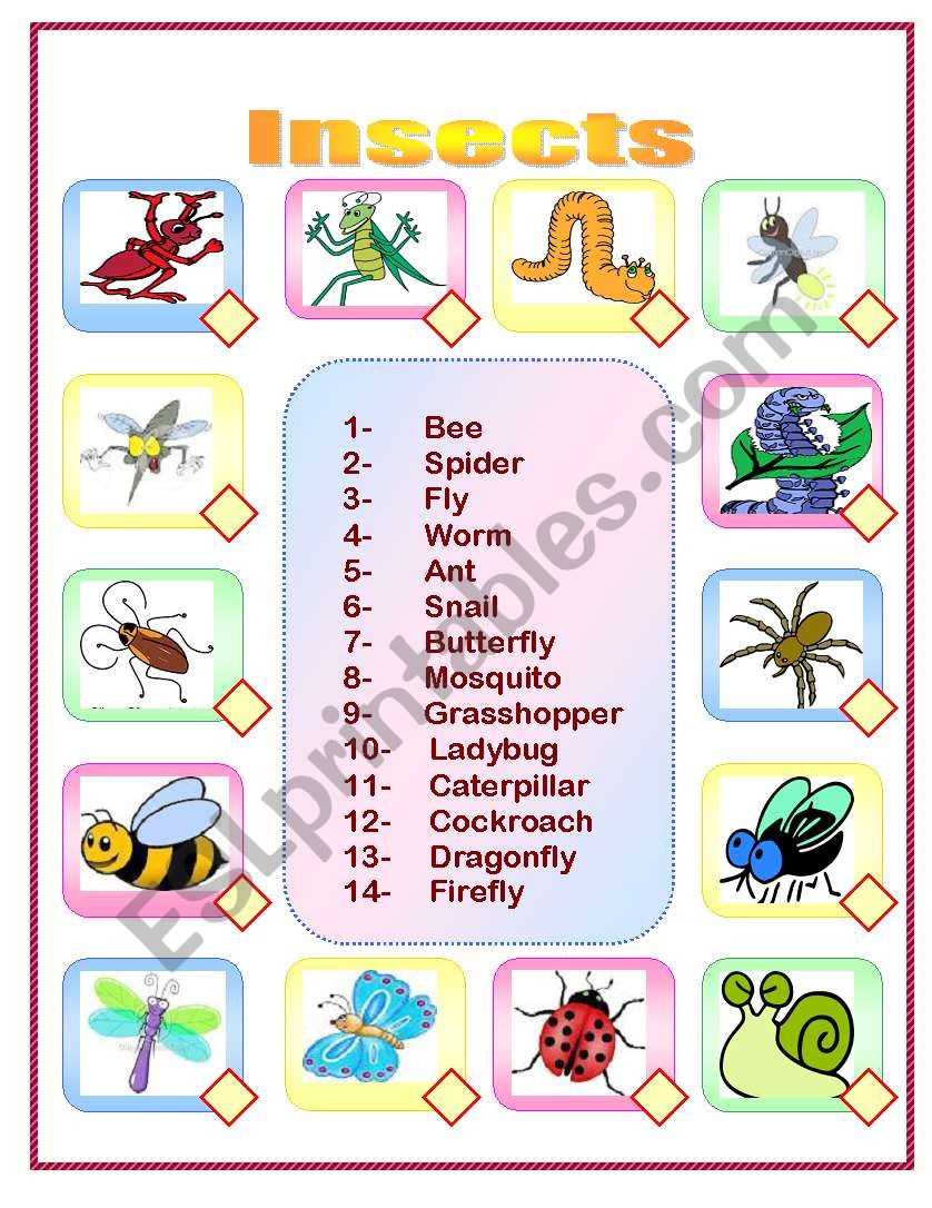 Insects worksheet