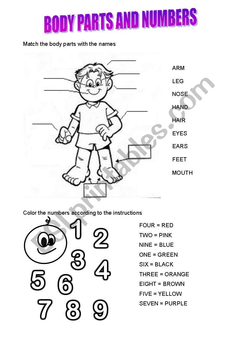 BODY PARTS AND NUMBERS worksheet