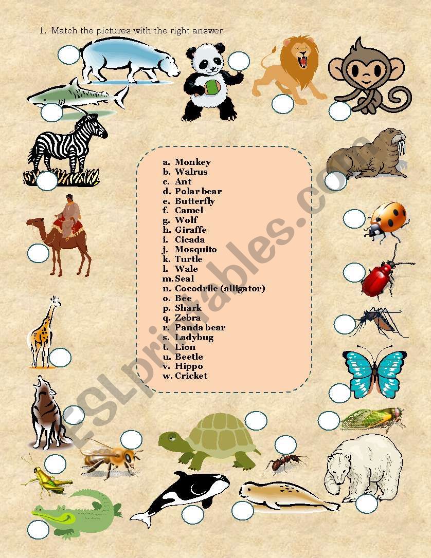 Animals and insects worksheet