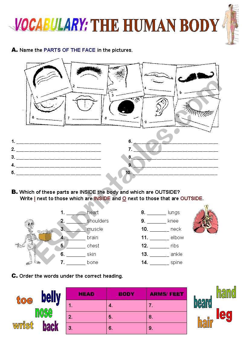 The body worksheet