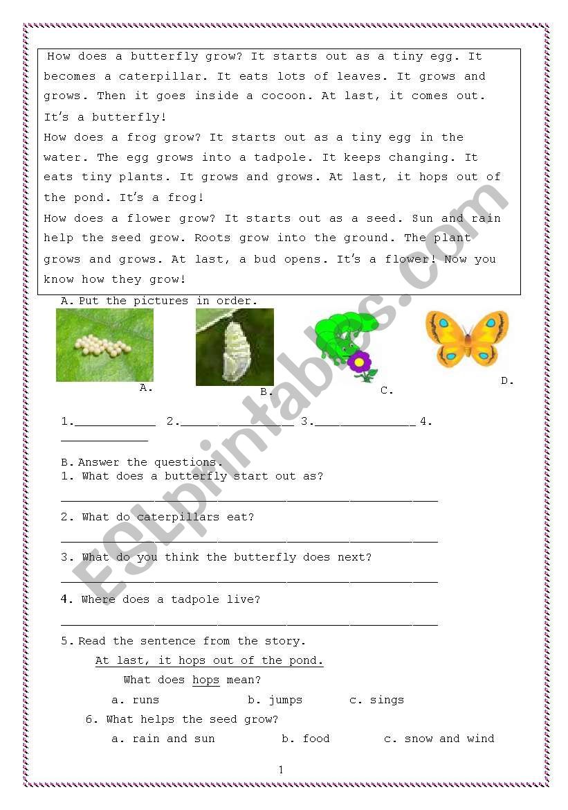 butterfly reading worksheet
