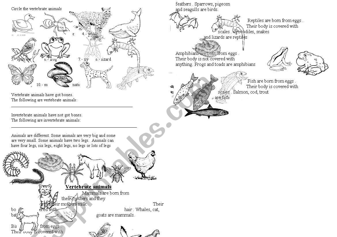 VERTEBRATE ANIMALS worksheet