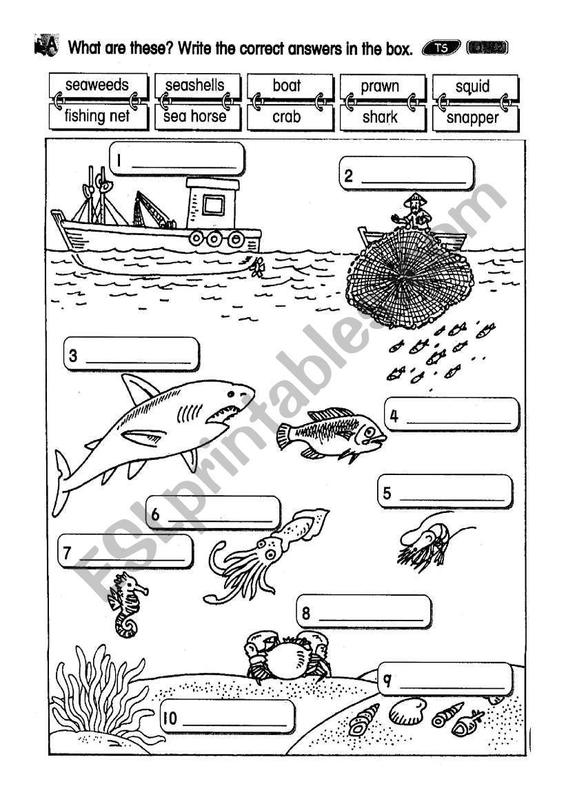sea creatures 2 worksheet