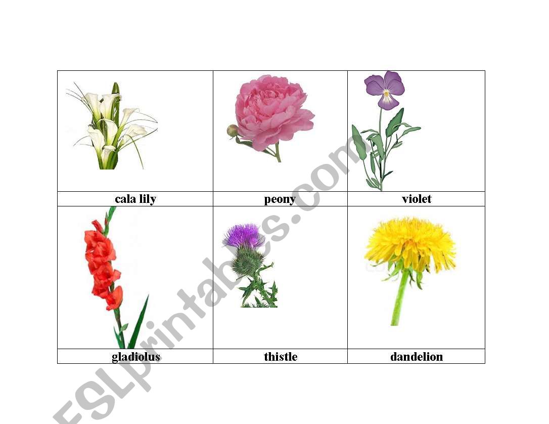flowers 1 worksheet
