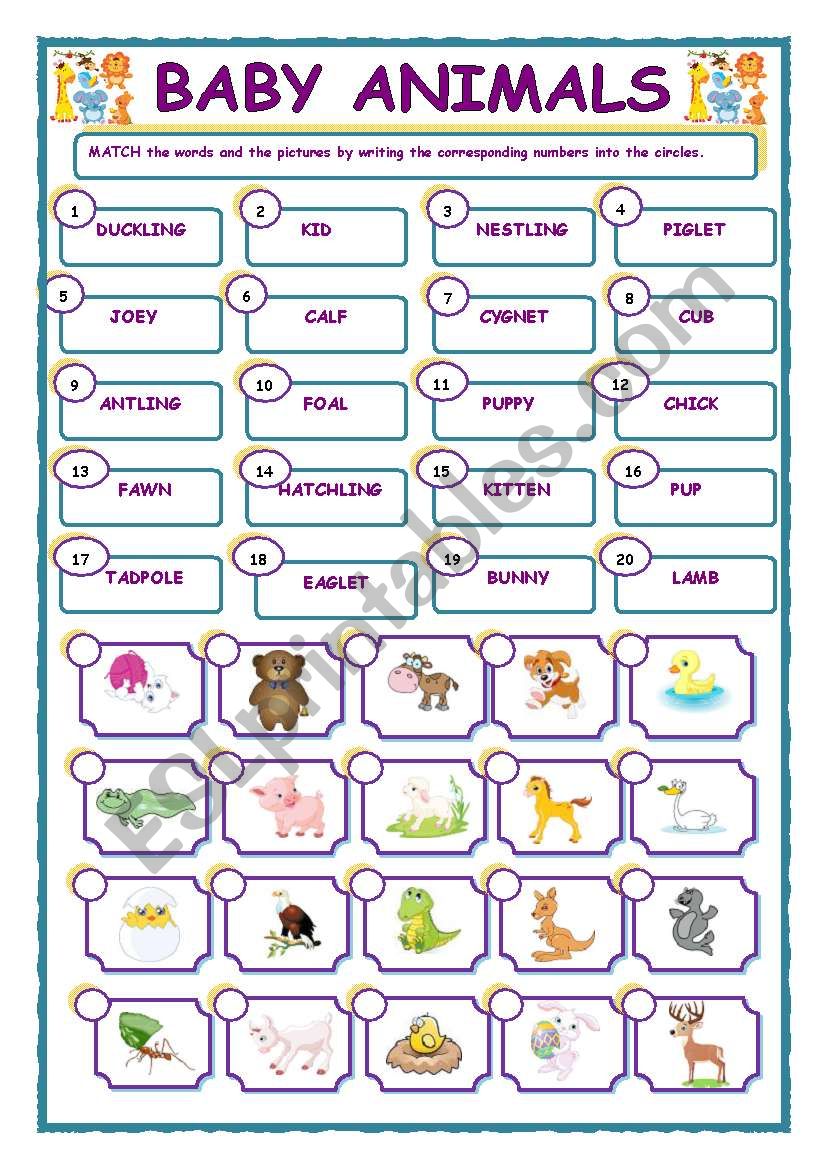 BABY ANIMALS worksheet