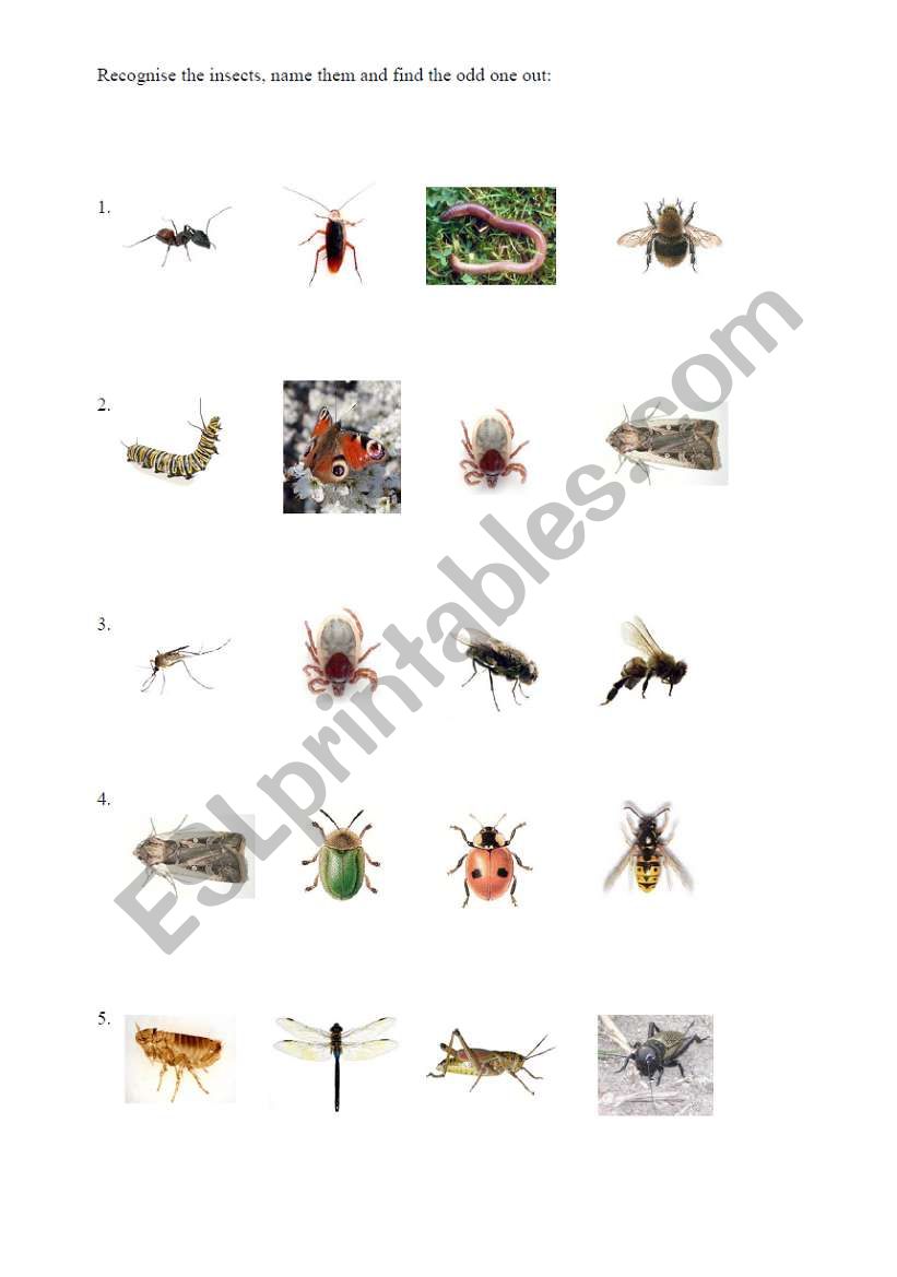 Insects - odd one out worksheet