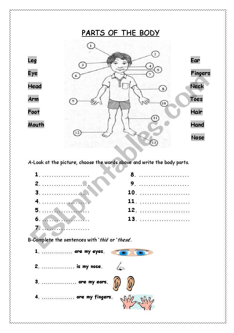 Parts of the Body worksheet