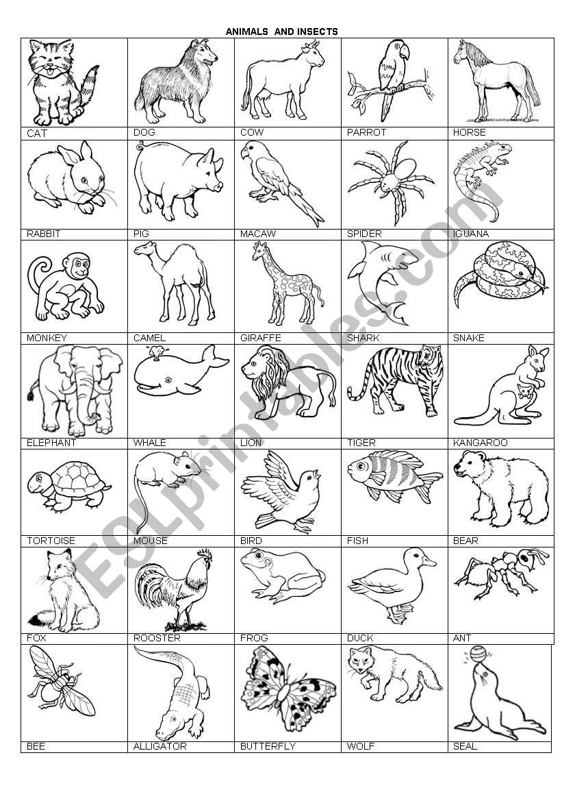 Animals and insects worksheet