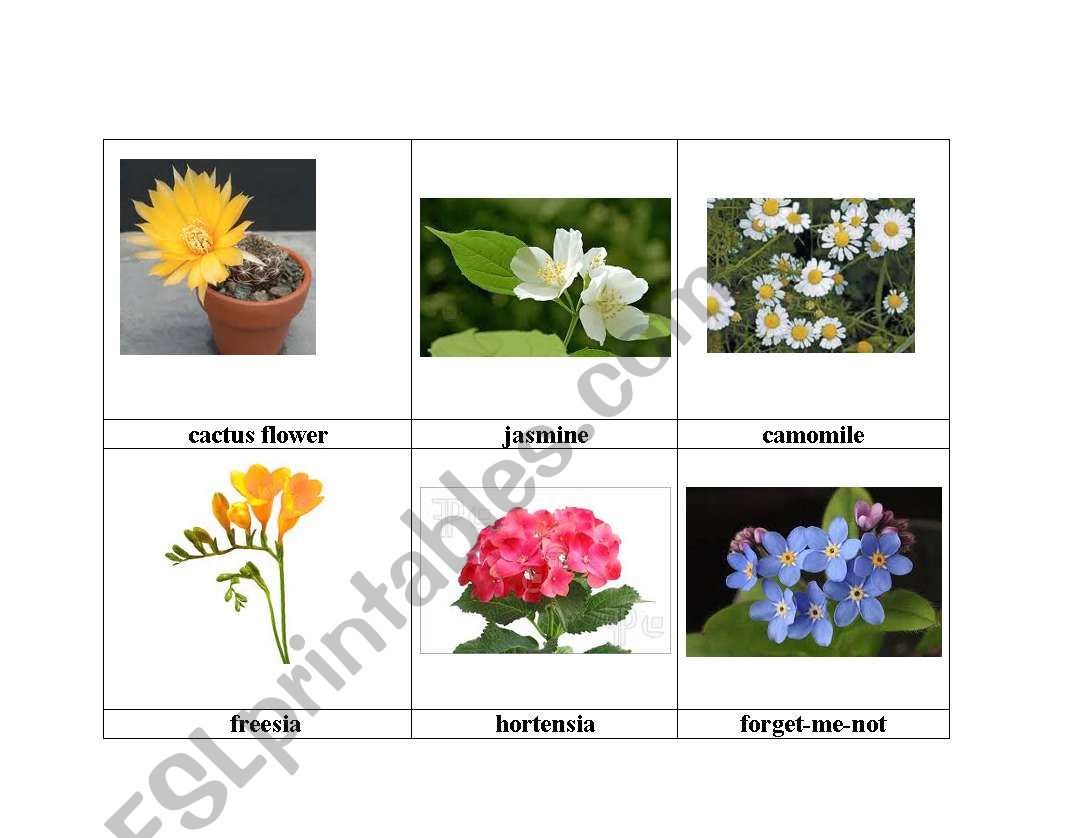 flowers 2 worksheet