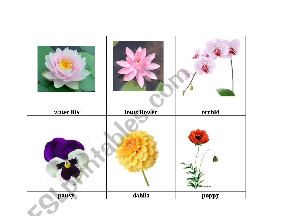 flowers 3 worksheet