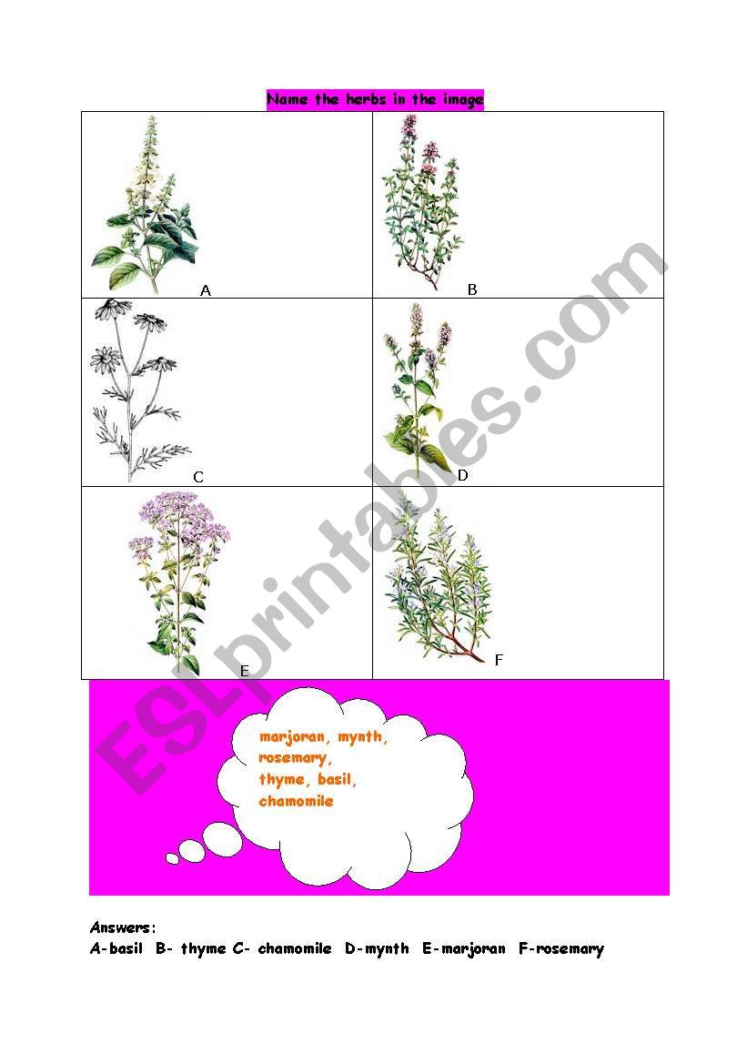 name the herbs worksheet