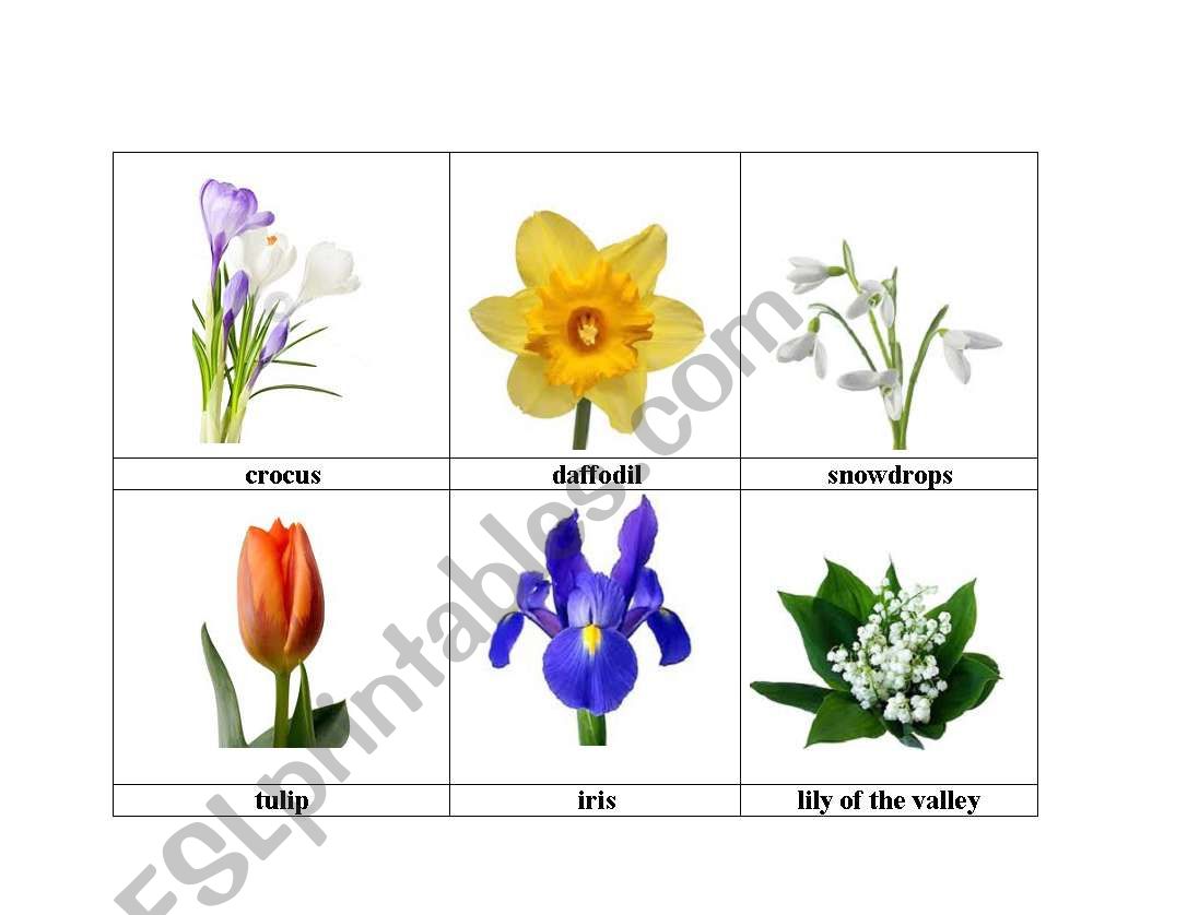 flowers 4 spring worksheet