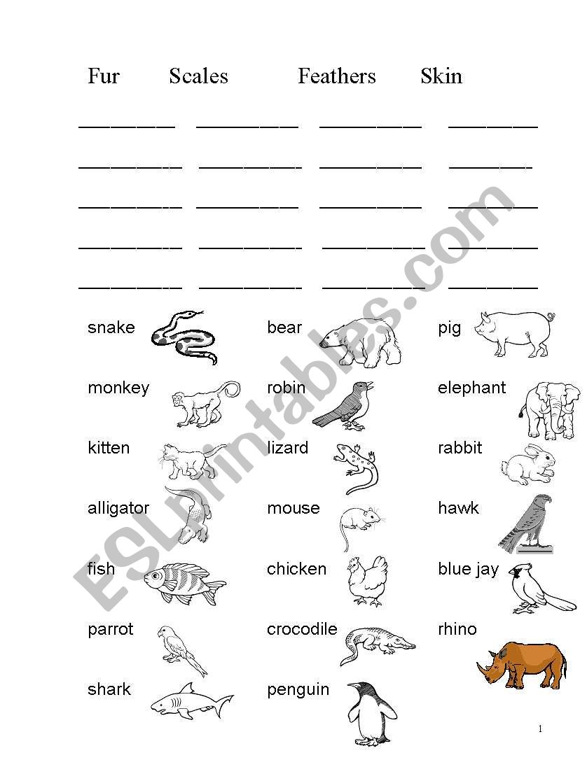 Animals body covering worksheet