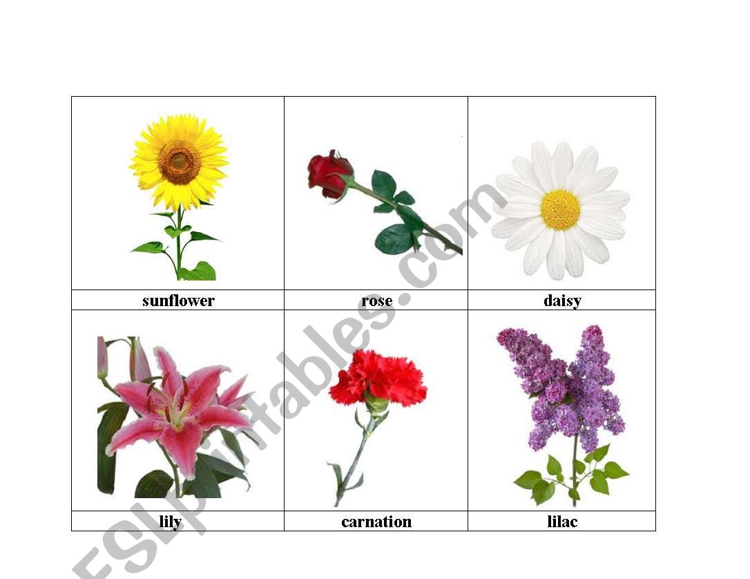flowers 5 worksheet