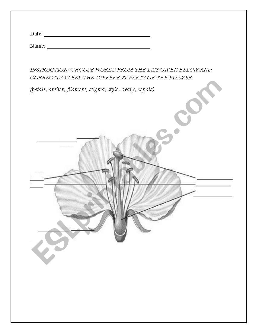 Parts of a flower worksheet