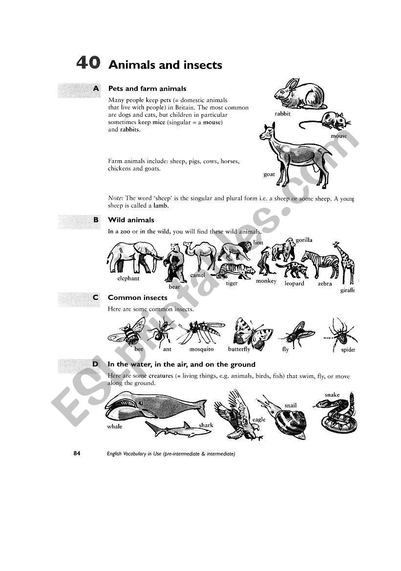 animals worksheet