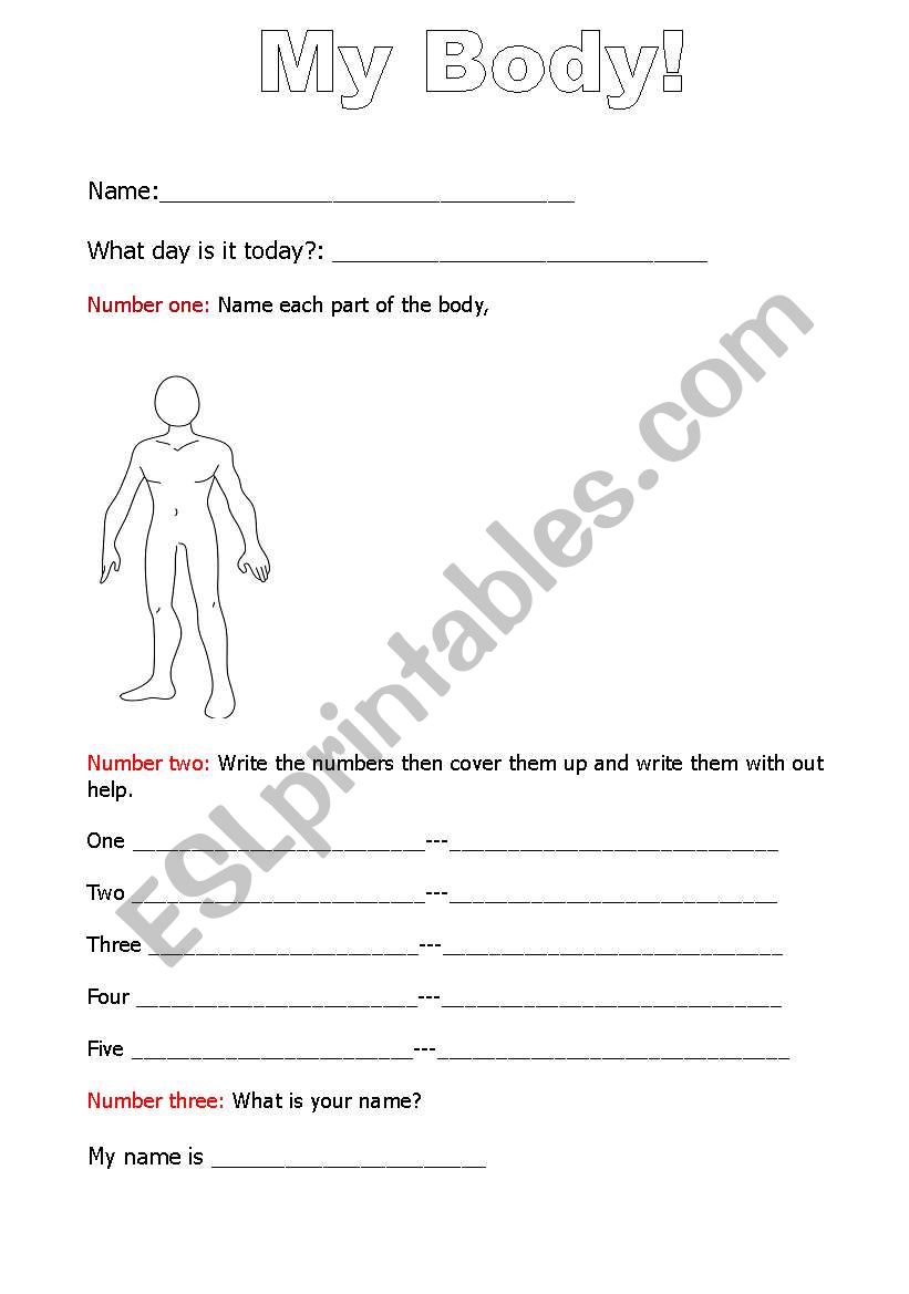 My body worksheet worksheet