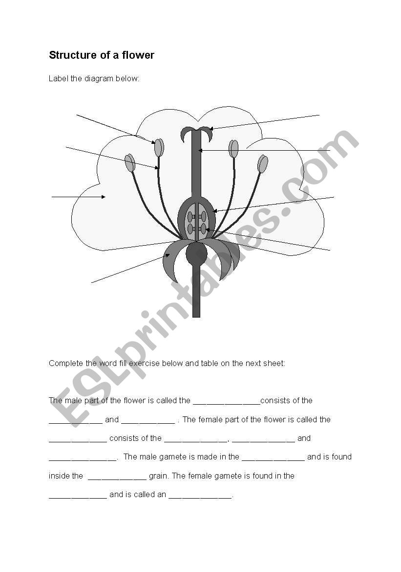 structure of a  flower worksheet