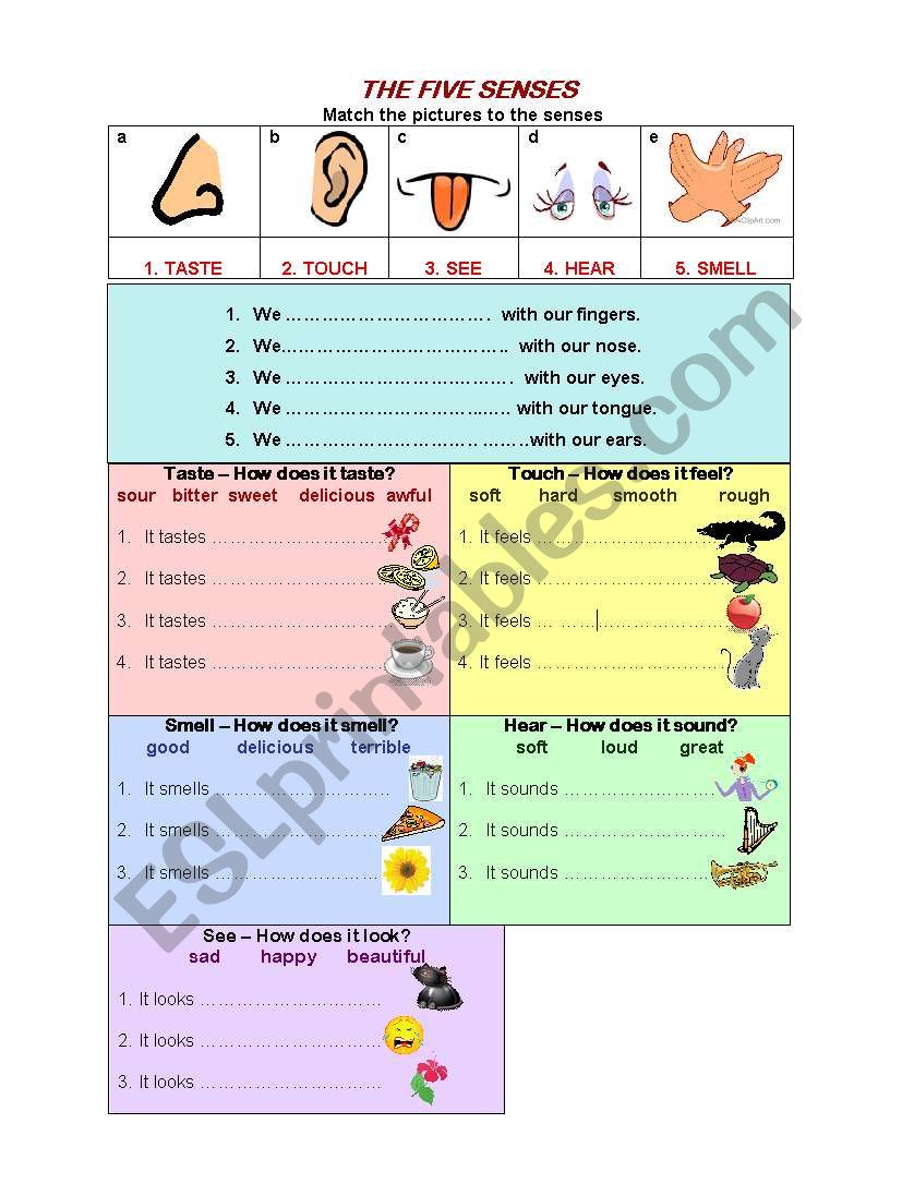 5 SENSES worksheet