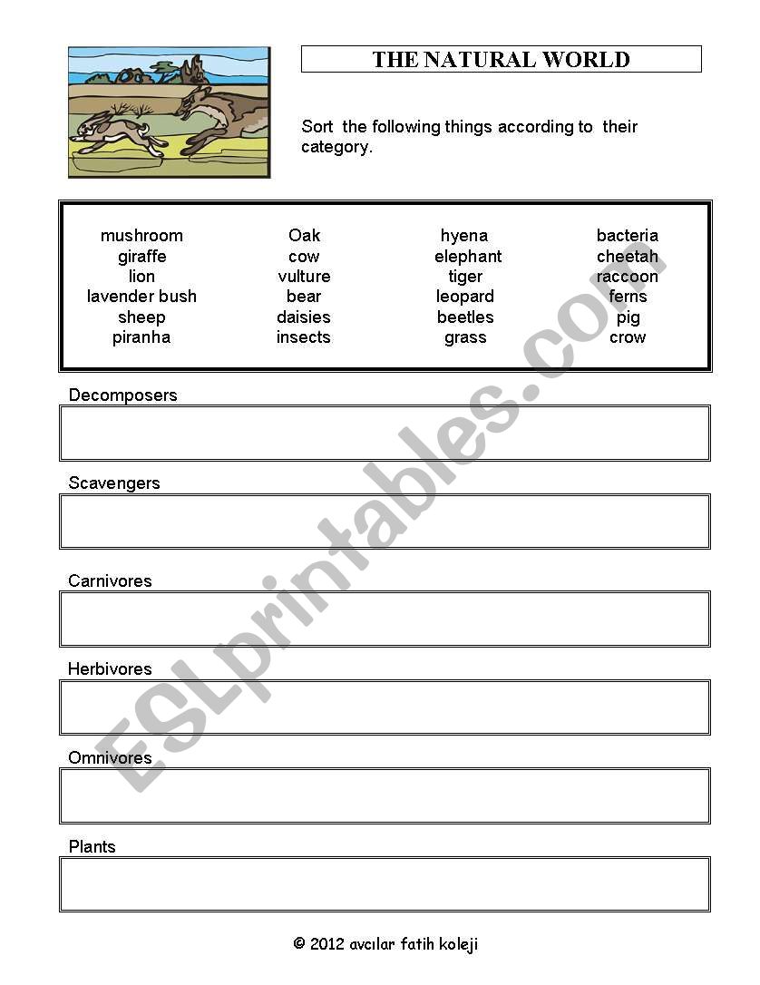 Animal Feeding worksheet