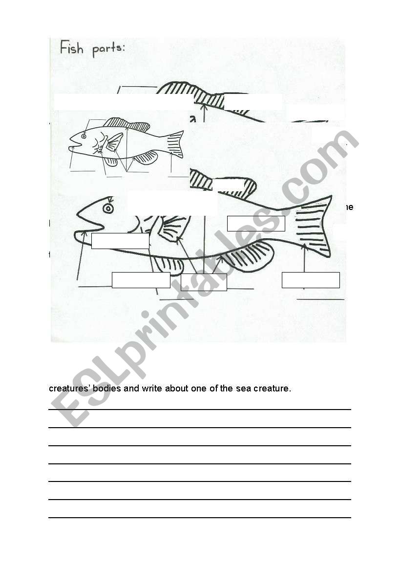 parts of sea creatures worksheet