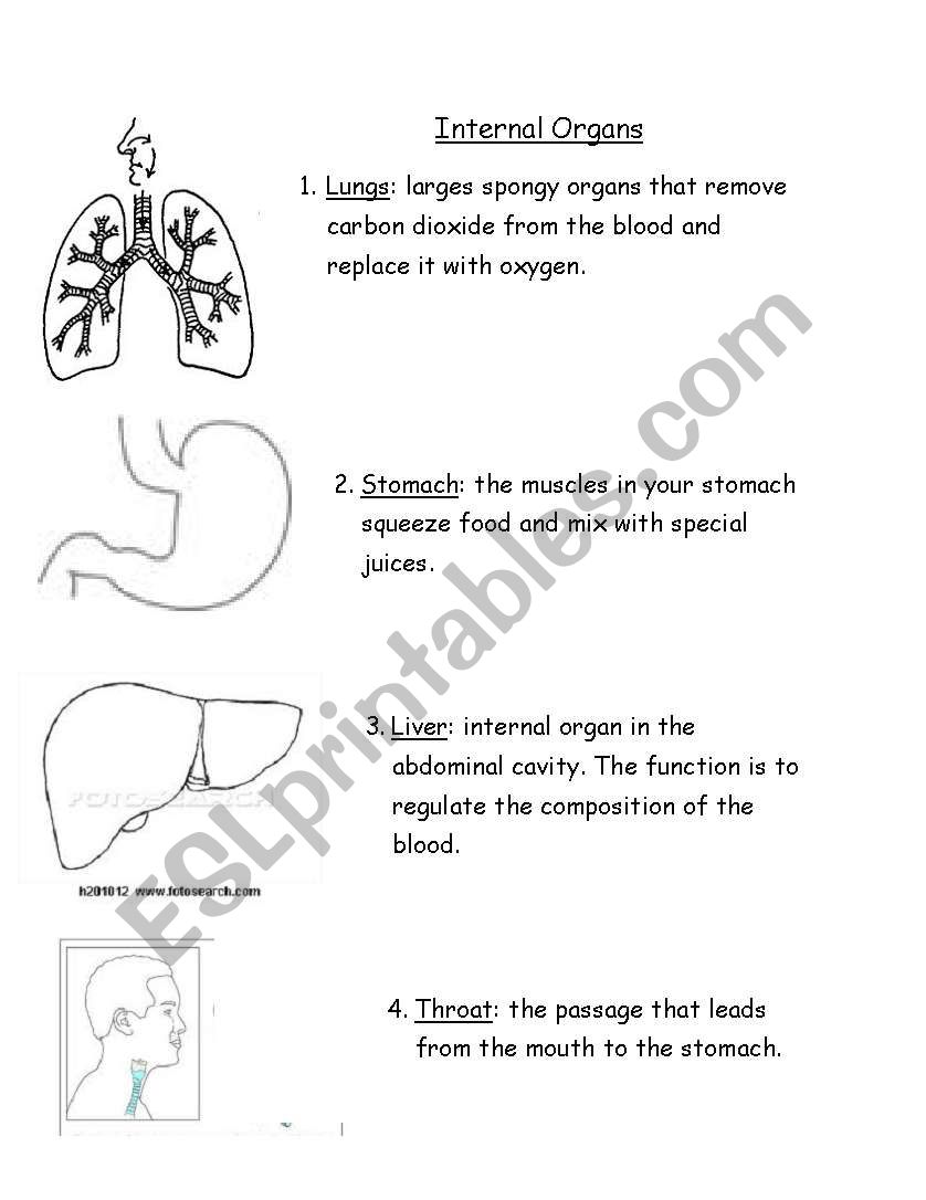 Internal Organs worksheet