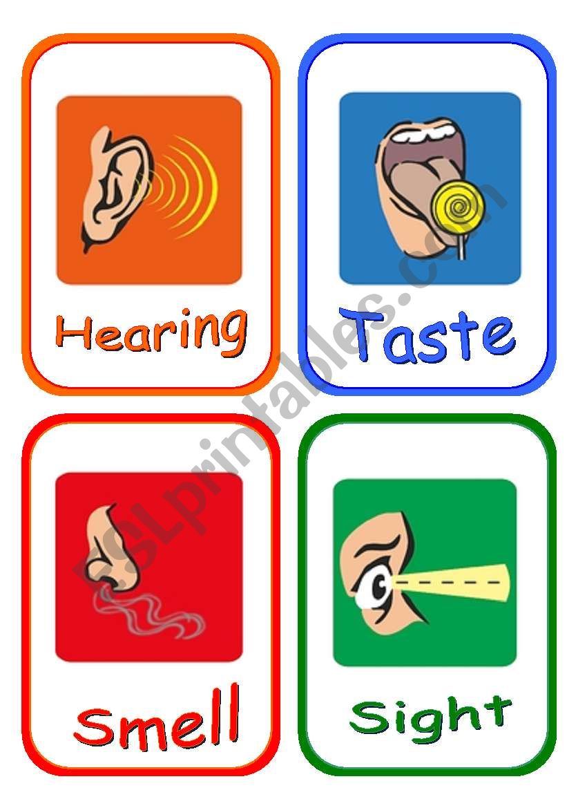 5 senses and body parts flashcards