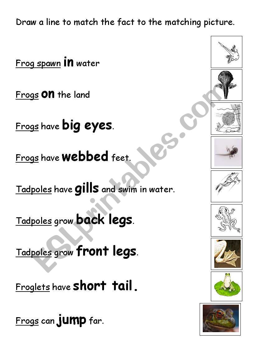 Matching for Frog Life Cycle  worksheet