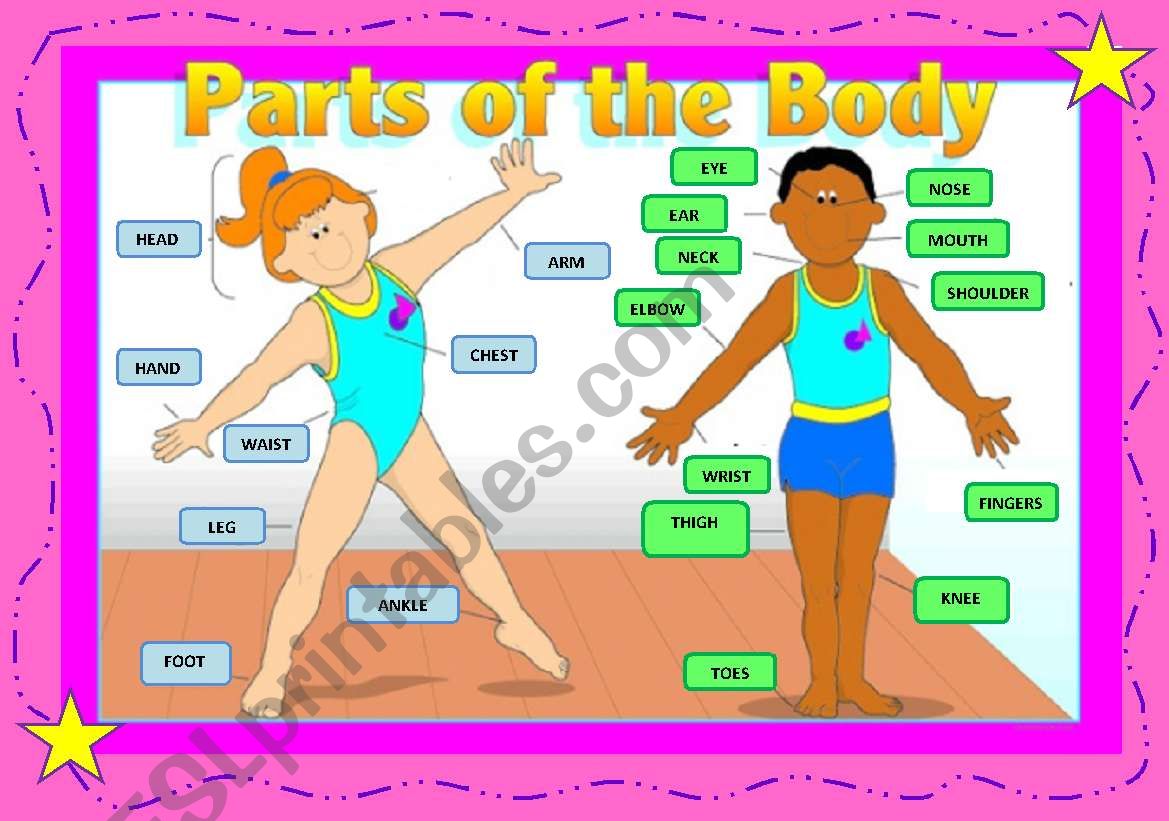 PARTS OF THE BODY. POSTER FOR YOUR CLASS