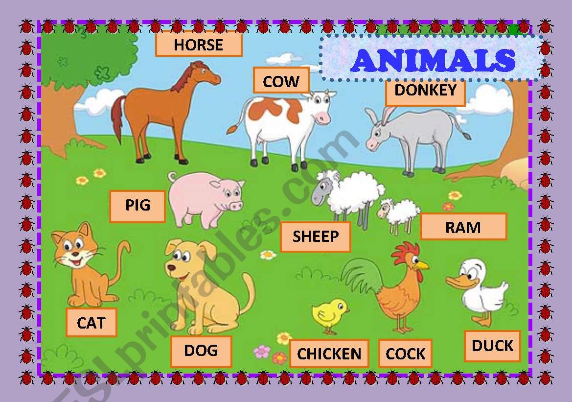 animals poster worksheet