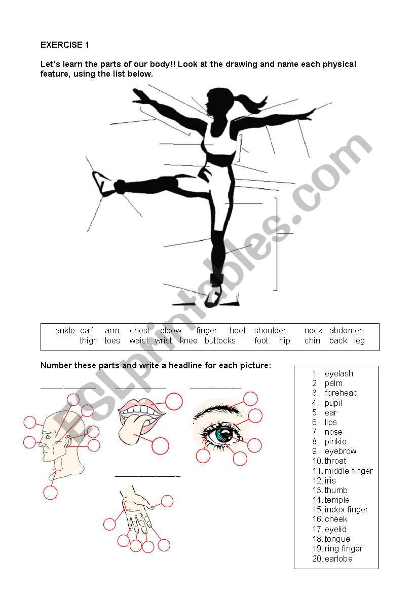 Body parts worksheet