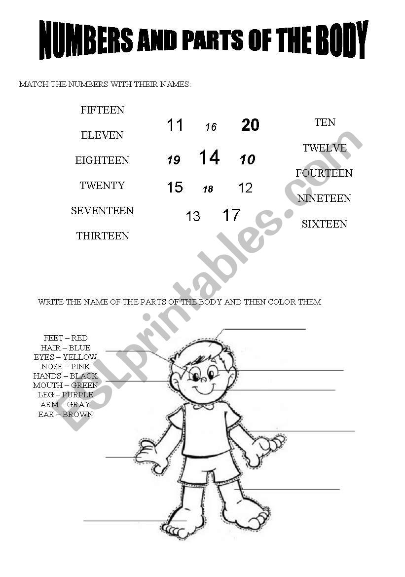 Numbers and parts of the body worksheet