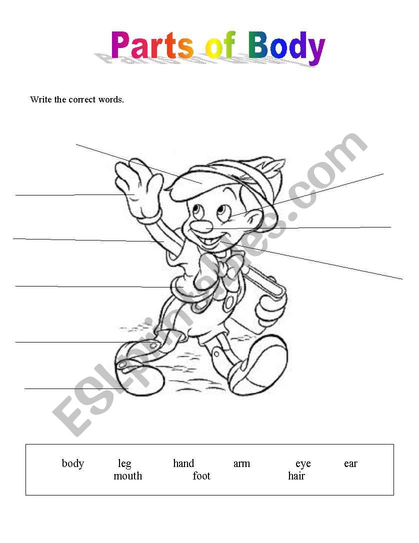 Parts of body worksheet