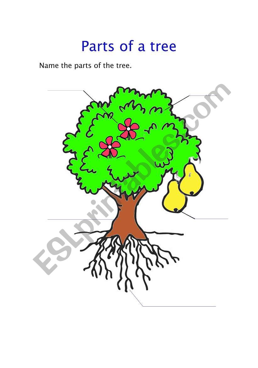 parts of a tree worksheet