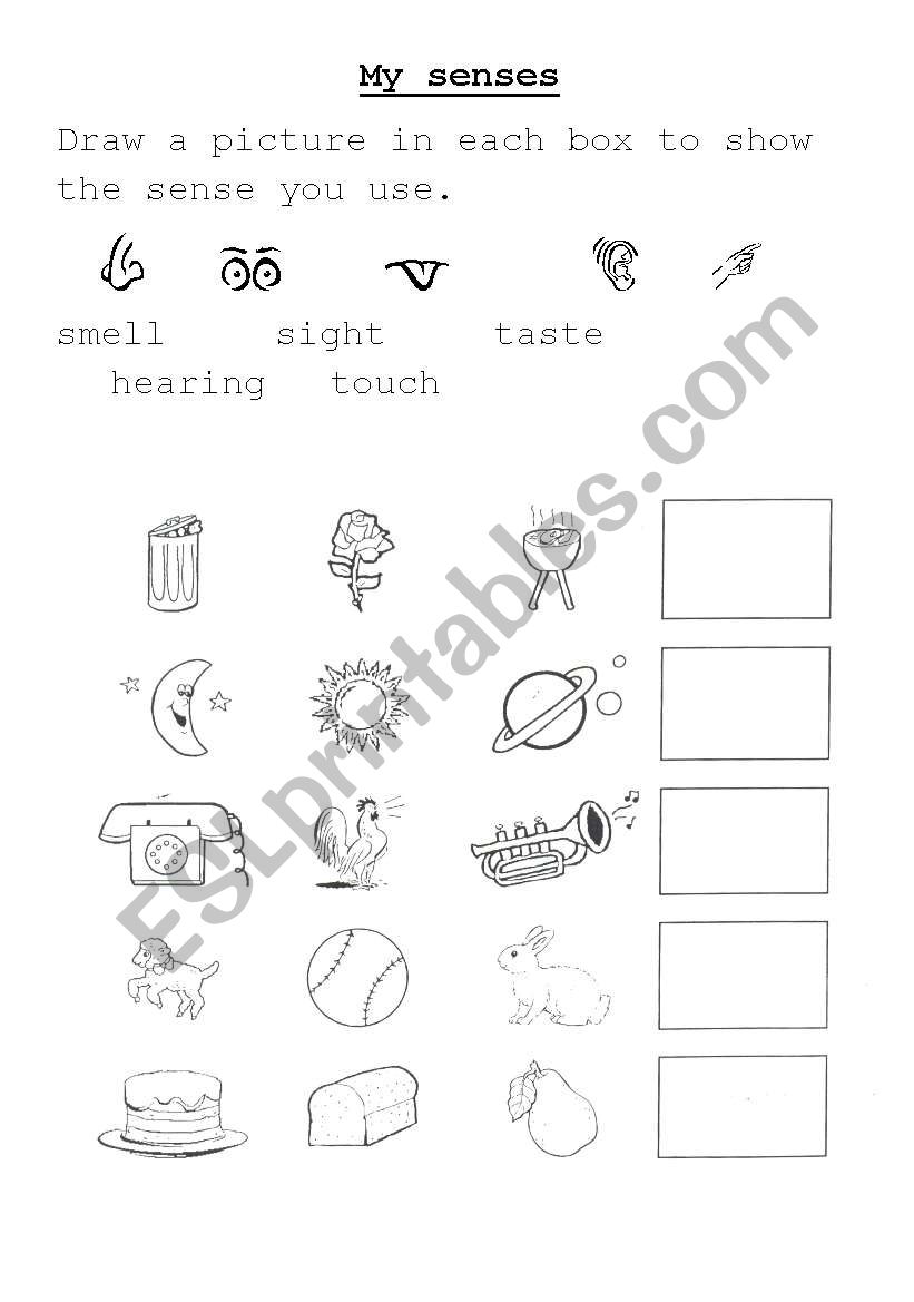 My senses worksheet