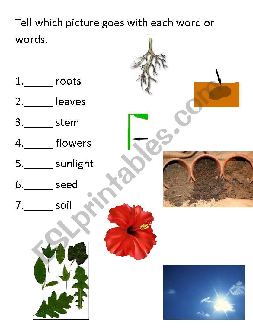 Identifying Parts of a Plant worksheet