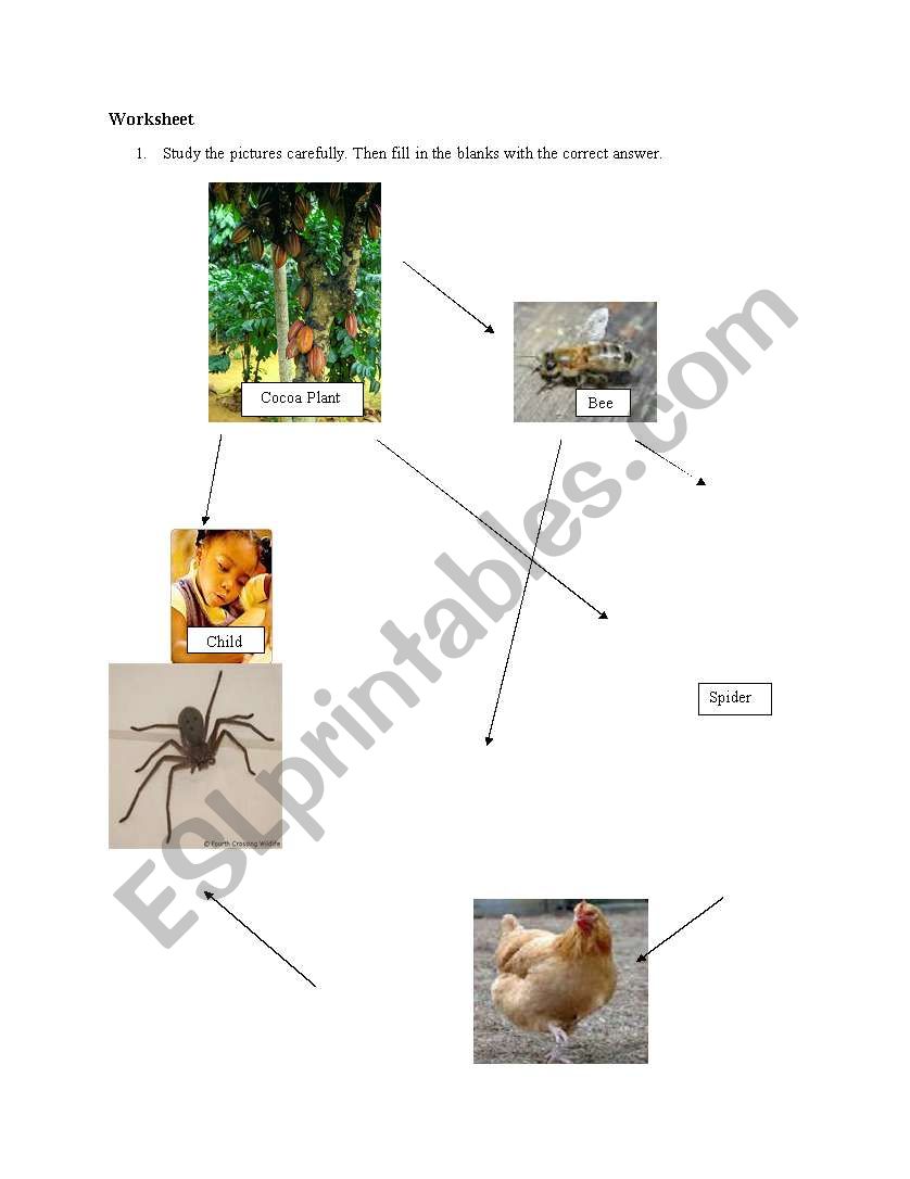 food web worksheet